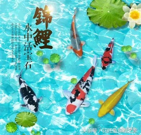 養錦鯉風水|【魚缸養錦鯉風水】哪些品種適合當風水魚 